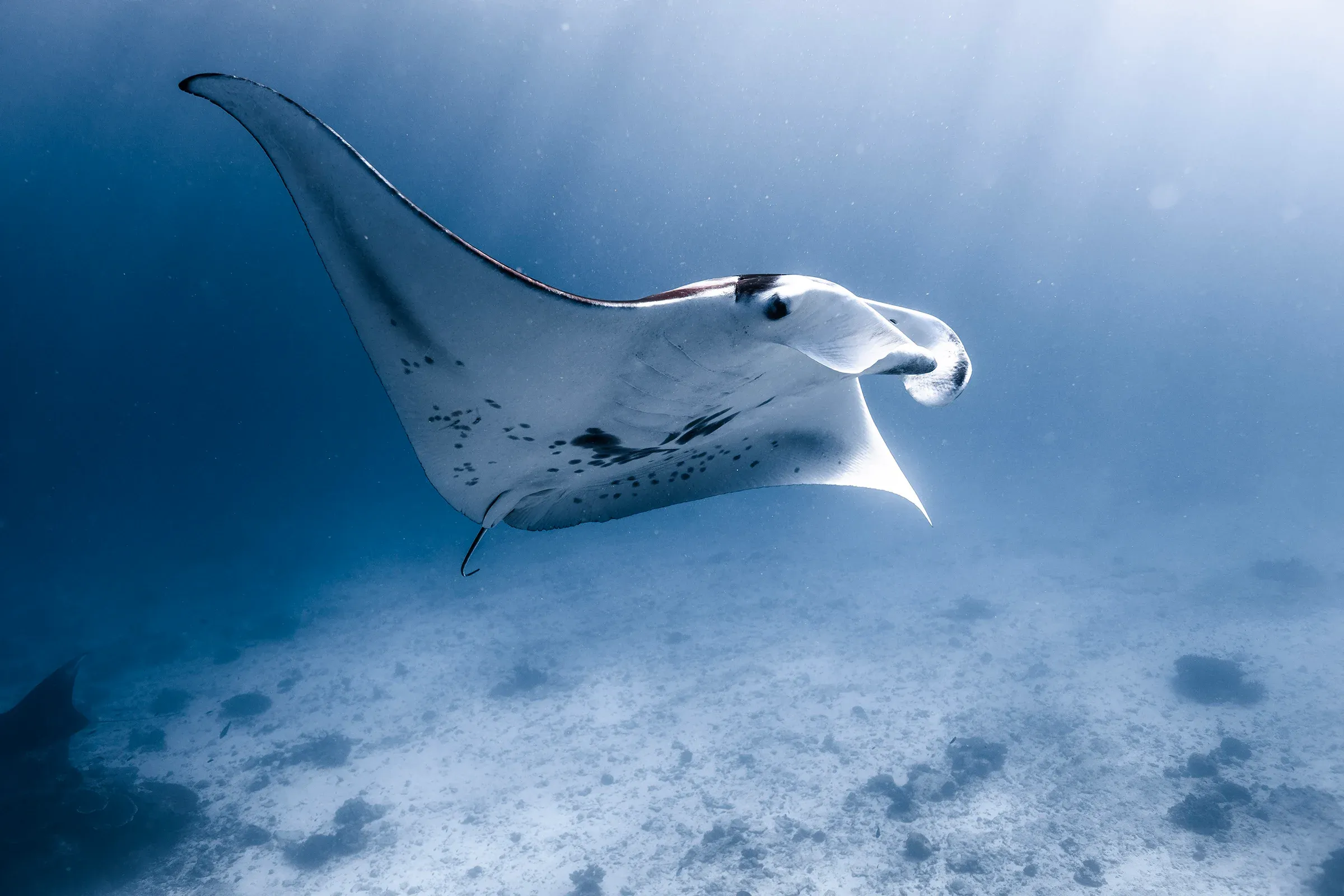 Australian Geographic Society Image