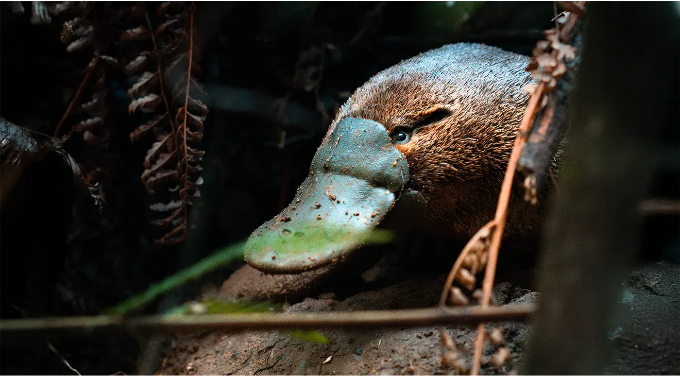 Australian Geographic Society Image