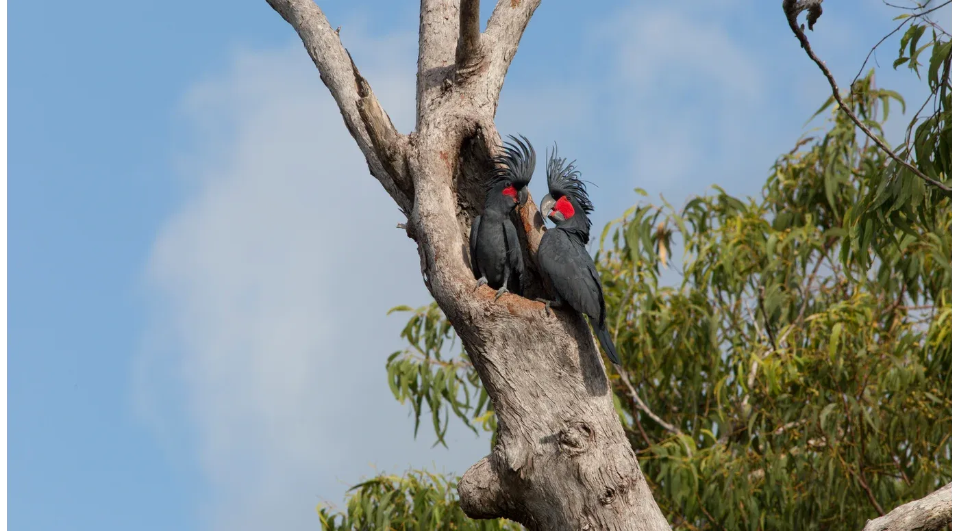 Australian Geographic Society Image