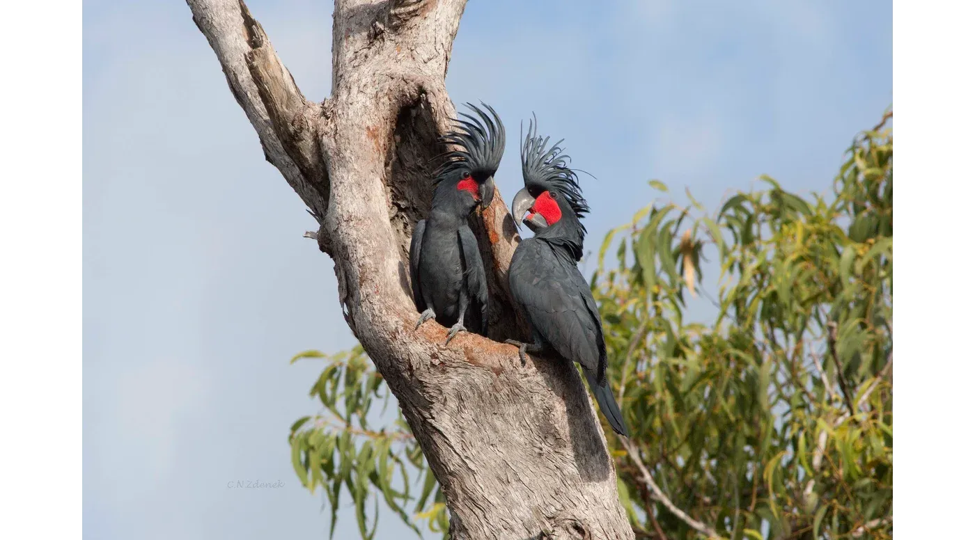 Australian Geographic Society Image