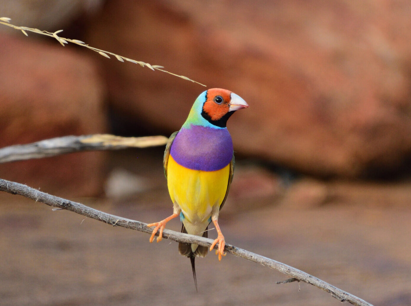 Australian Geographic Image