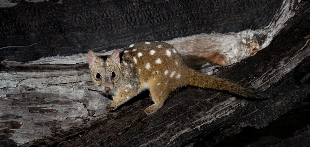 Australian Geographic Image