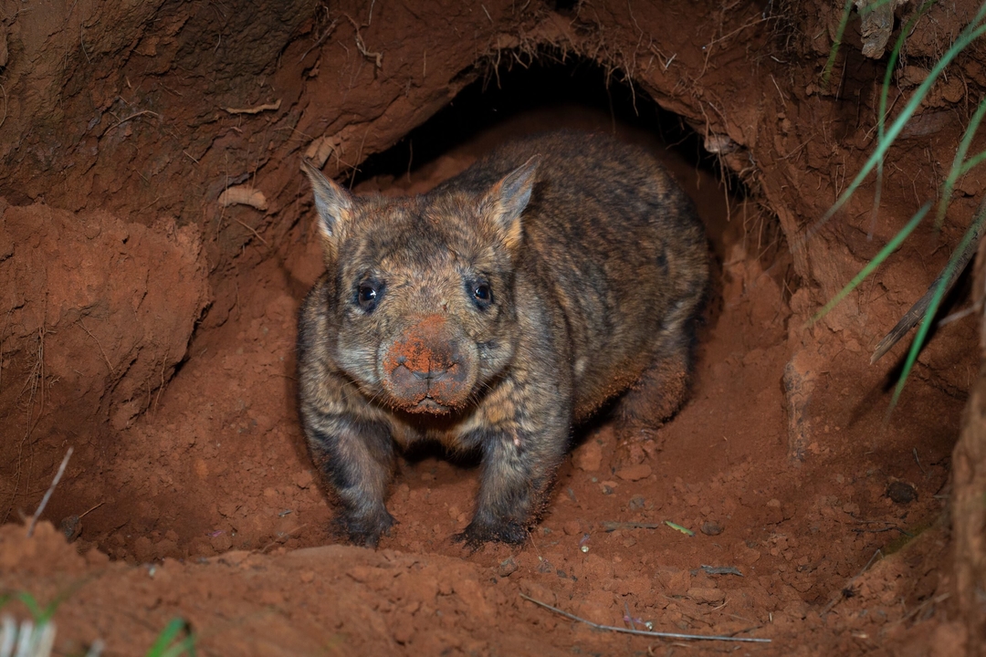 A northern hairy-nosed wombat.